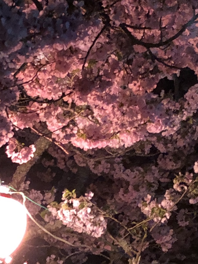 桜夜